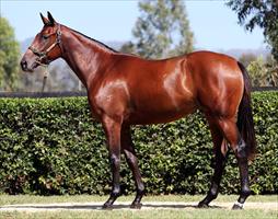 O’Brien finds value at Inglis Sales